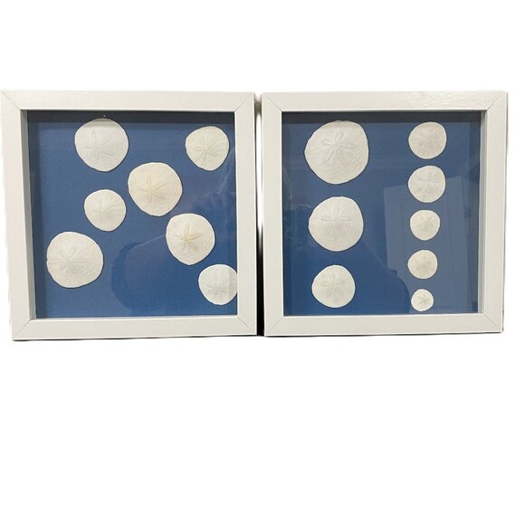 Real Sand Dollar Pictures Set of 2 - Picture 1 of 7